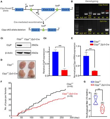 Mitochondrial stress response gene Clpp deficiency impairs <mark class="highlighted">oocyte competence</mark> and deteriorate cyclophosphamide-induced ovarian damage in young mice